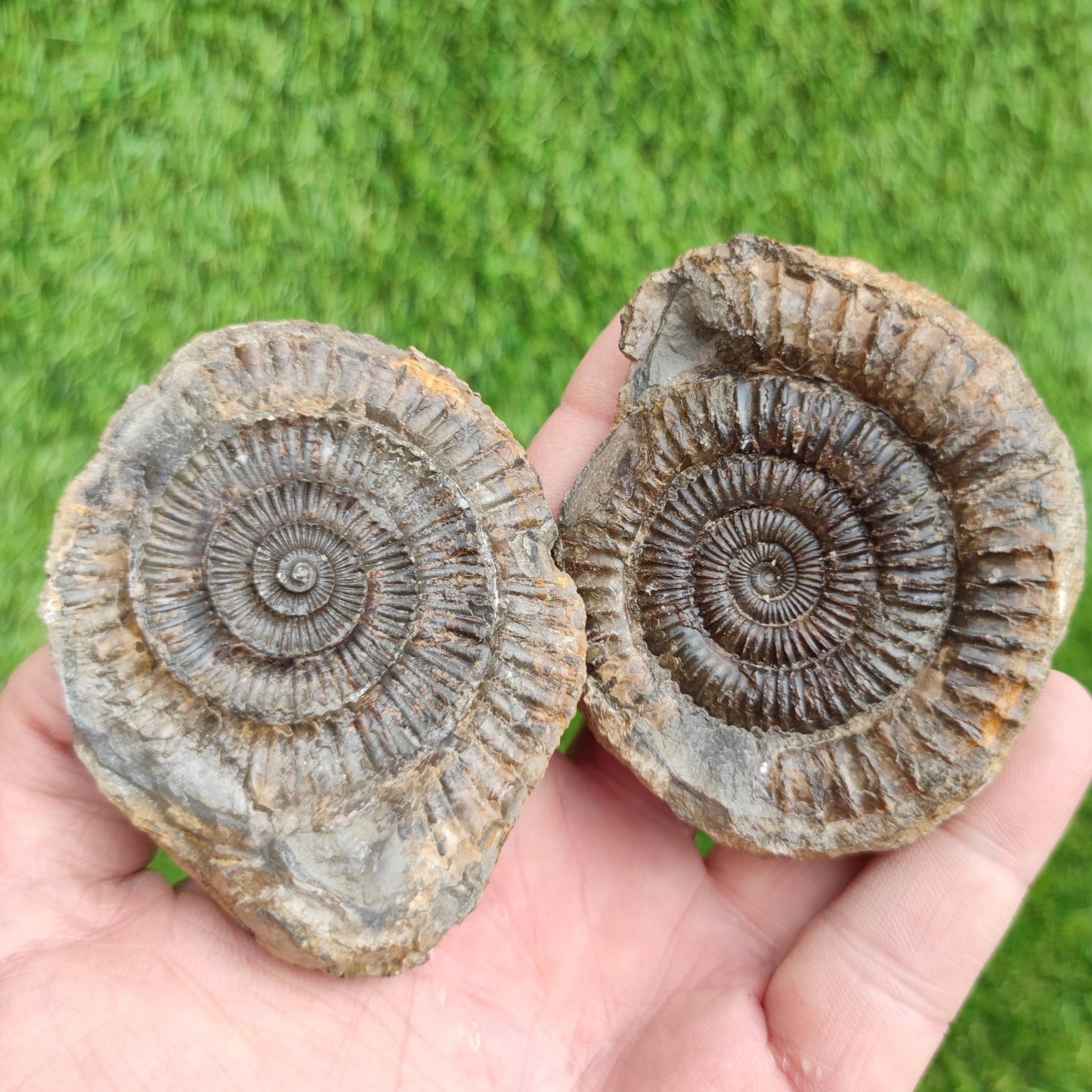 Ammonite fossil split pair Port Mulgrave Yorkshire UK - North Yorkshire Fossils