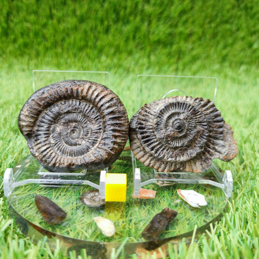 Ammonite fossil split pair UK North Yorkshire - North Yorkshire Fossils