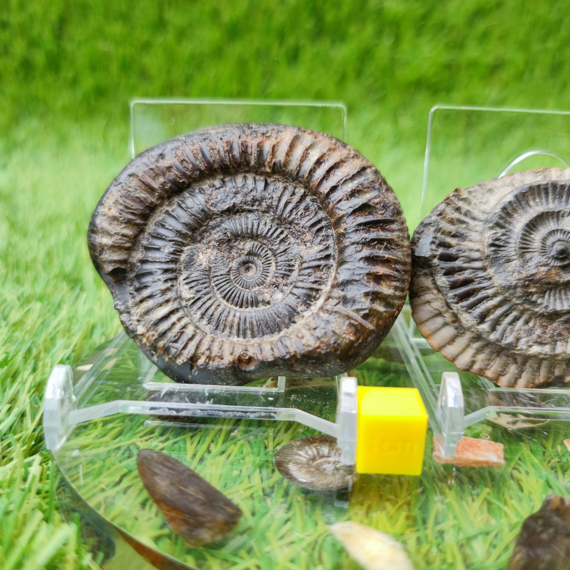 Ammonite fossil split pair UK North Yorkshire - North Yorkshire Fossils