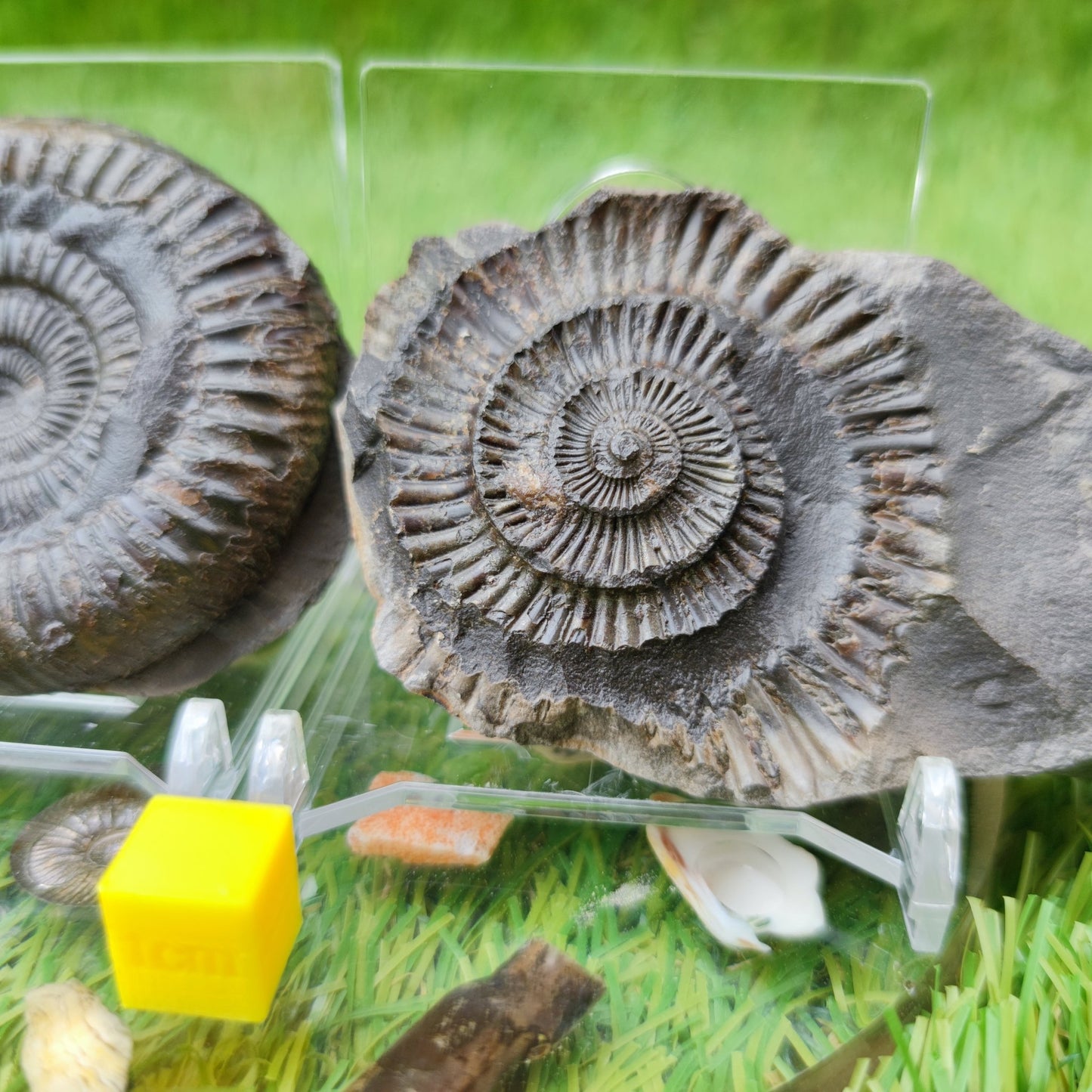 Ammonite fossil split pair UK North Yorkshire - North Yorkshire Fossils