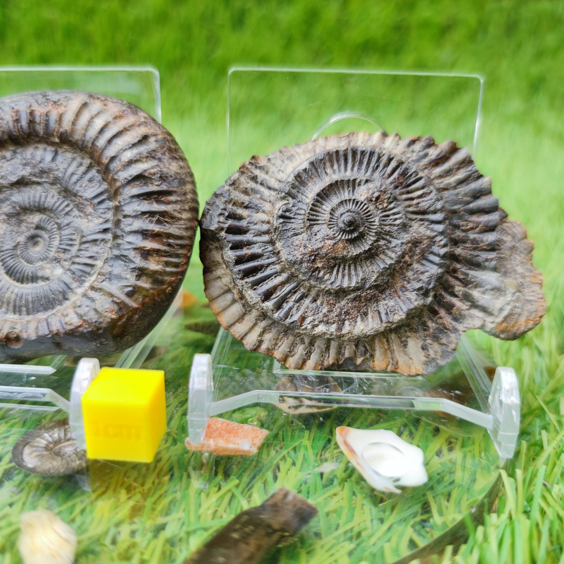 Ammonite fossil split pair UK North Yorkshire - North Yorkshire Fossils