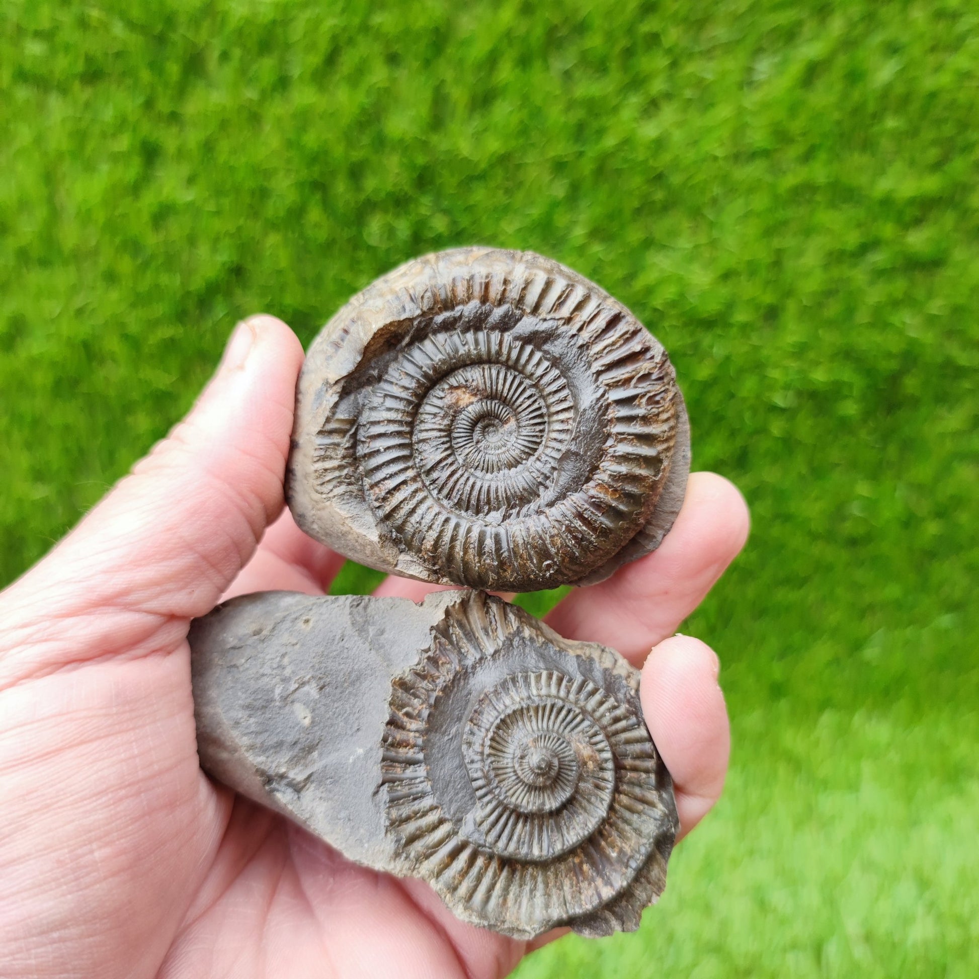 Ammonite fossil split pair UK North Yorkshire - North Yorkshire Fossils