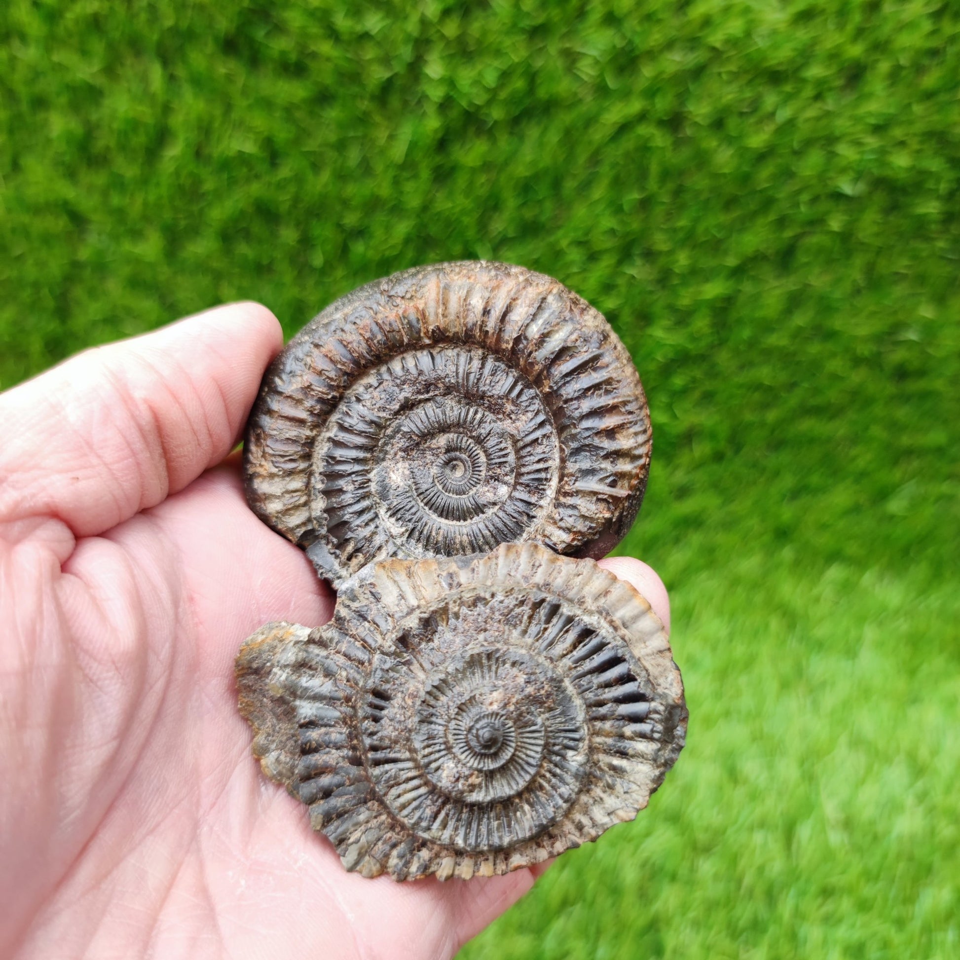 Ammonite fossil split pair UK North Yorkshire - North Yorkshire Fossils