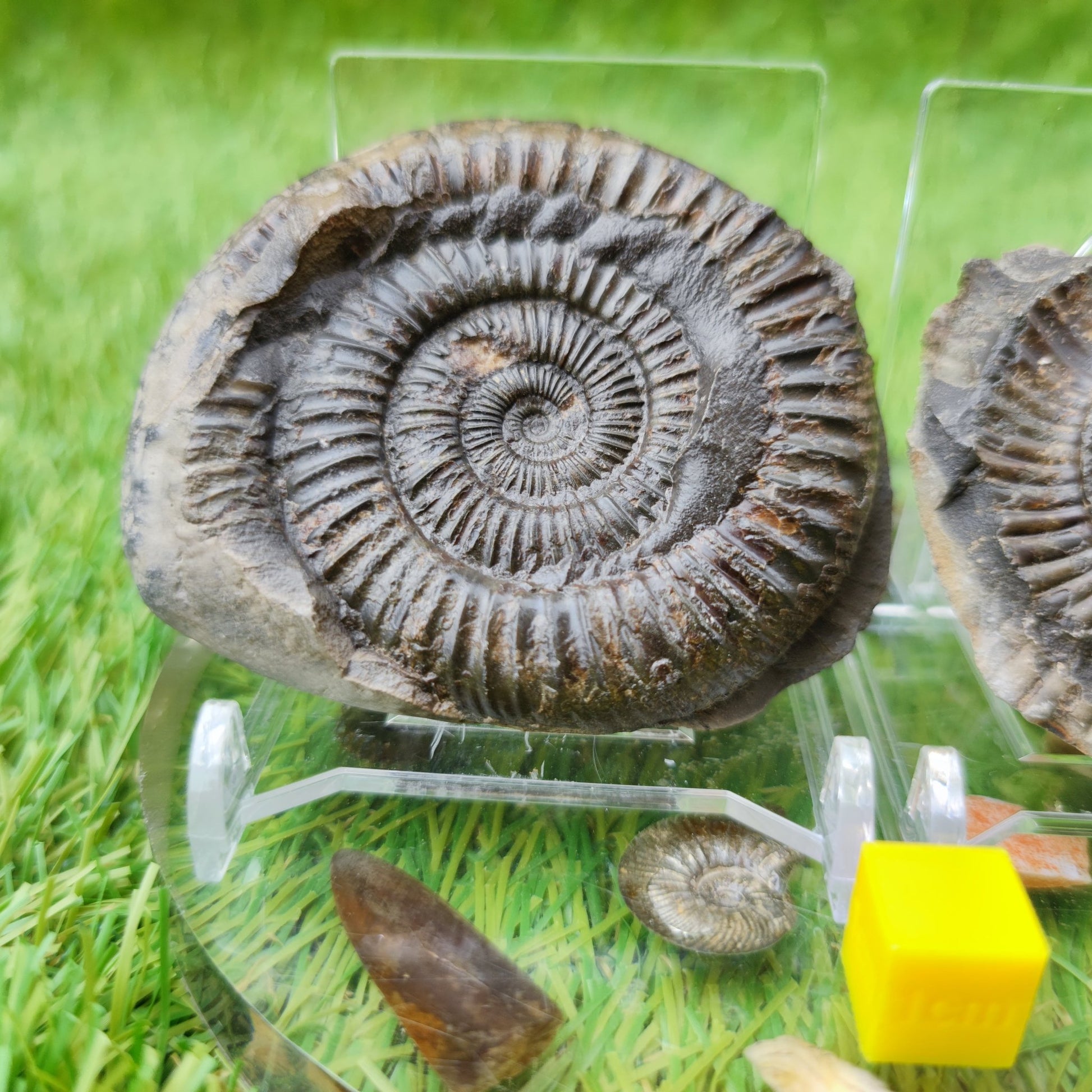 Ammonite fossil split pair UK North Yorkshire - North Yorkshire Fossils