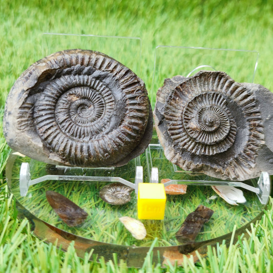 Ammonite fossil split pair UK North Yorkshire - North Yorkshire Fossils