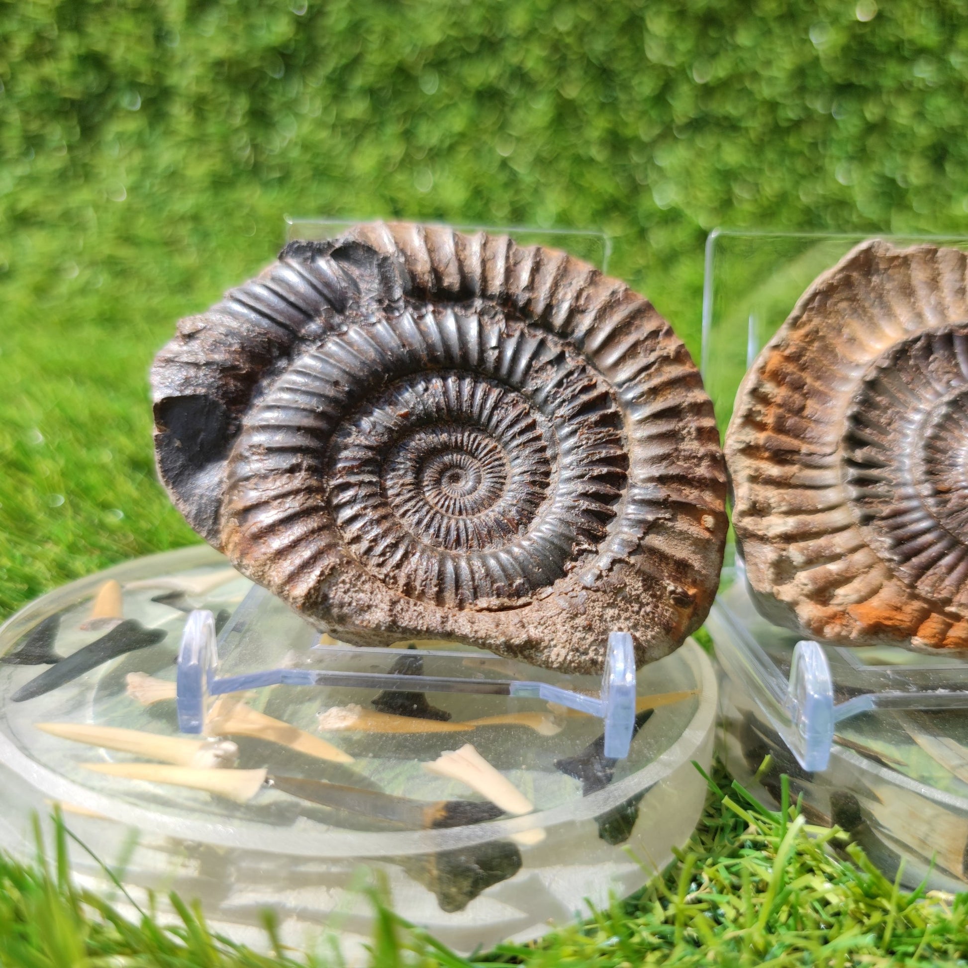 Ammonite fossil split pair Whitby Dactylioceras - North Yorkshire Fossils