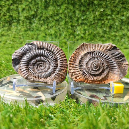 Ammonite fossil split pair Whitby Dactylioceras - North Yorkshire Fossils