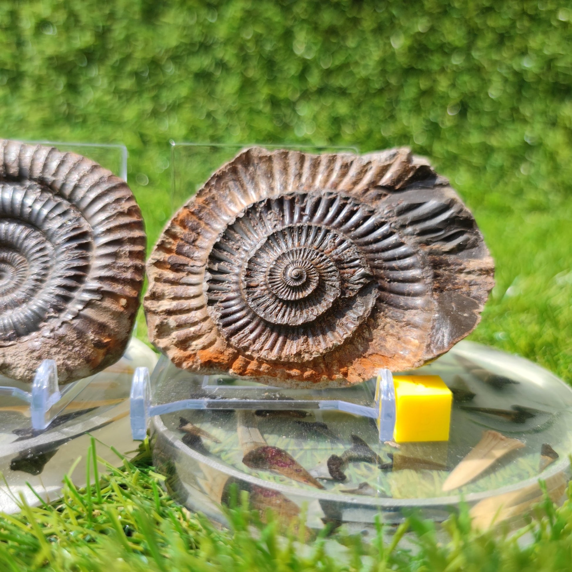 Ammonite fossil split pair Whitby Dactylioceras - North Yorkshire Fossils