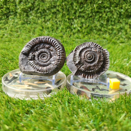 Ammonite fossil split pair Whitby North Yorkshire Fossils - North Yorkshire Fossils