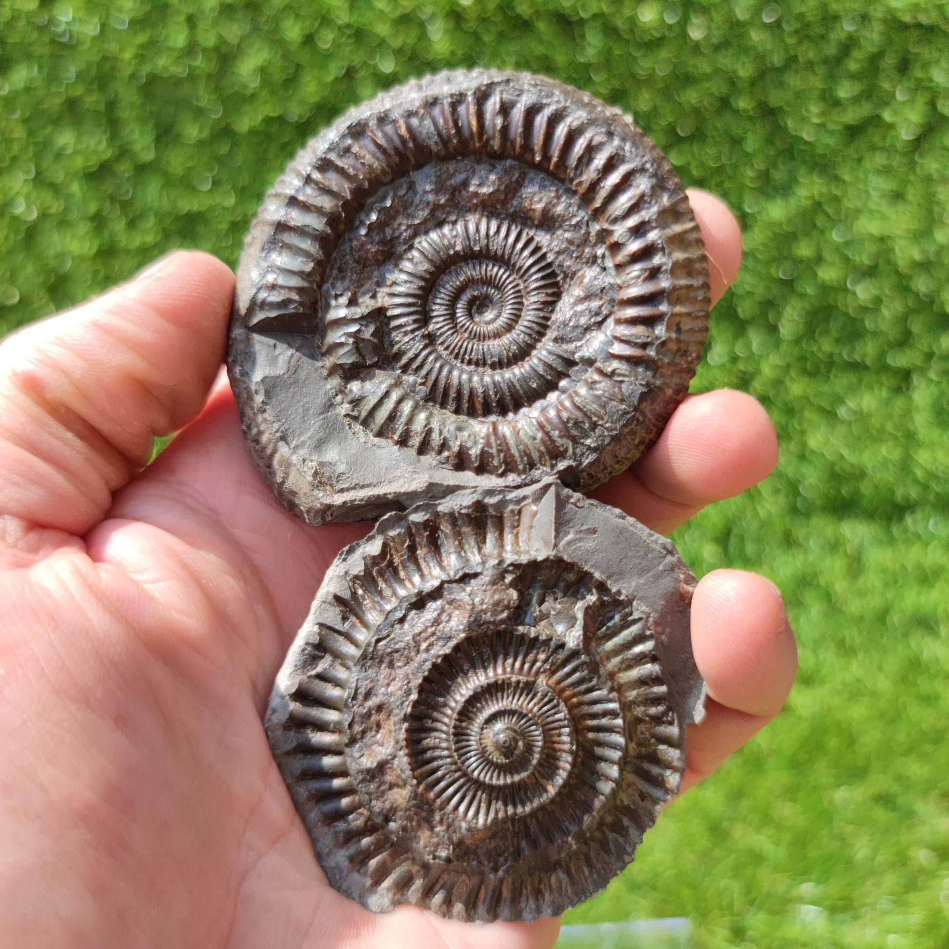Ammonite fossil split pair Whitby North Yorkshire Fossils - North Yorkshire Fossils