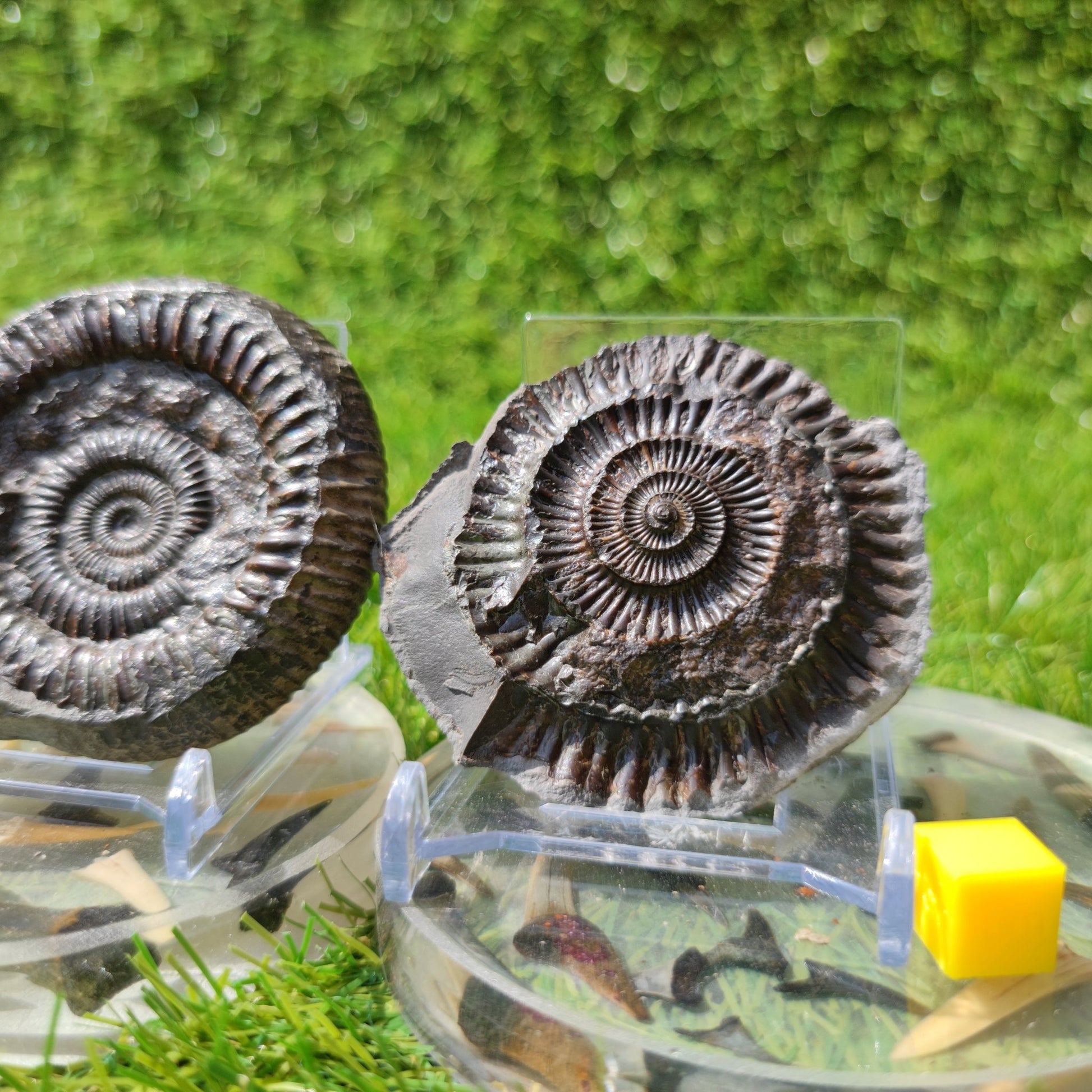 Ammonite fossil split pair Whitby North Yorkshire Fossils - North Yorkshire Fossils