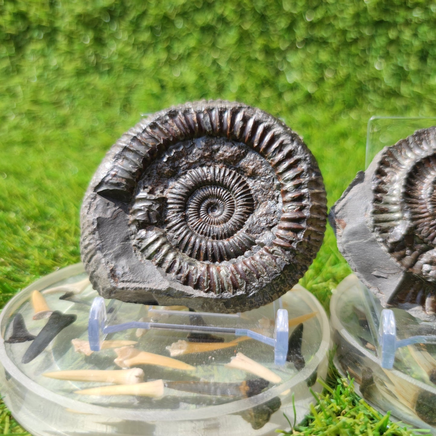 Ammonite fossil split pair Whitby North Yorkshire Fossils - North Yorkshire Fossils