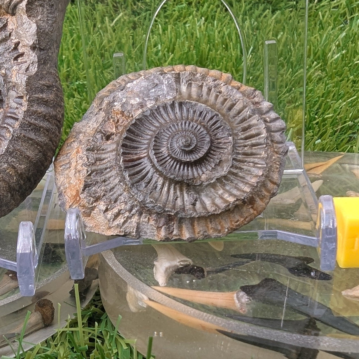 Ammonite fossil split pair - Whitby Yorkshire - North Yorkshire Fossils