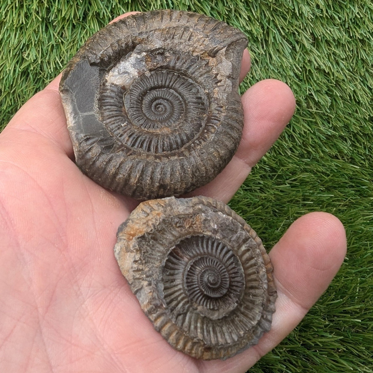 Ammonite fossil split pair - Whitby Yorkshire - North Yorkshire Fossils