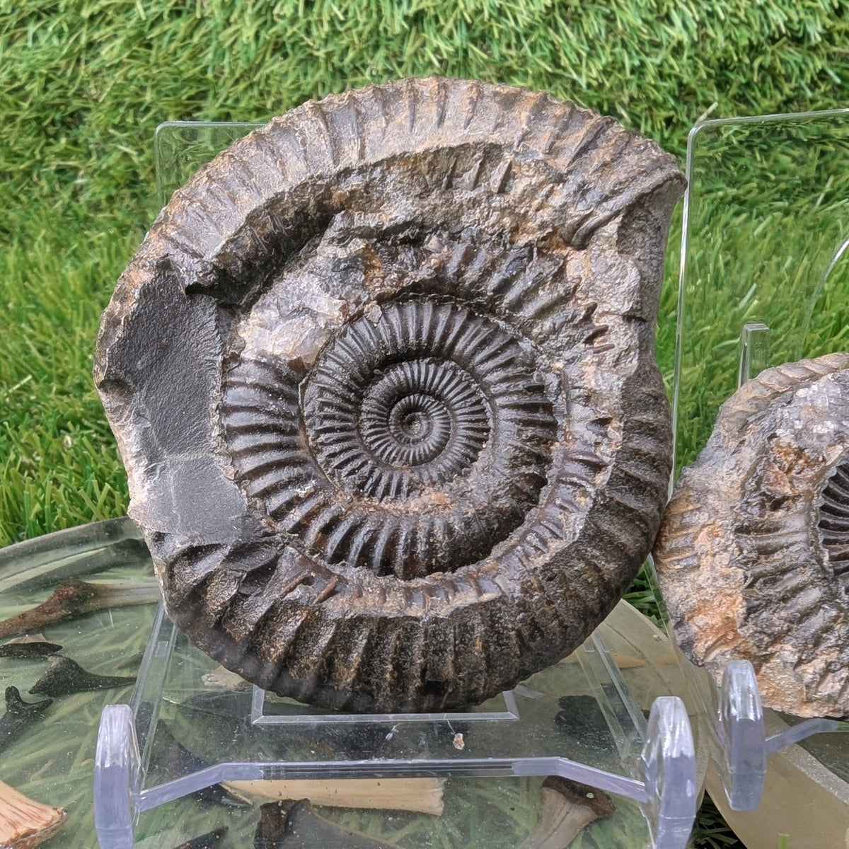 Ammonite fossil split pair - Whitby Yorkshire - North Yorkshire Fossils