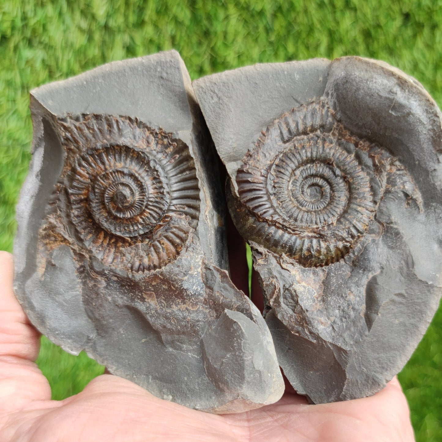 Ammonite fossil split pair Whitby Yorkshire - North Yorkshire Fossils
