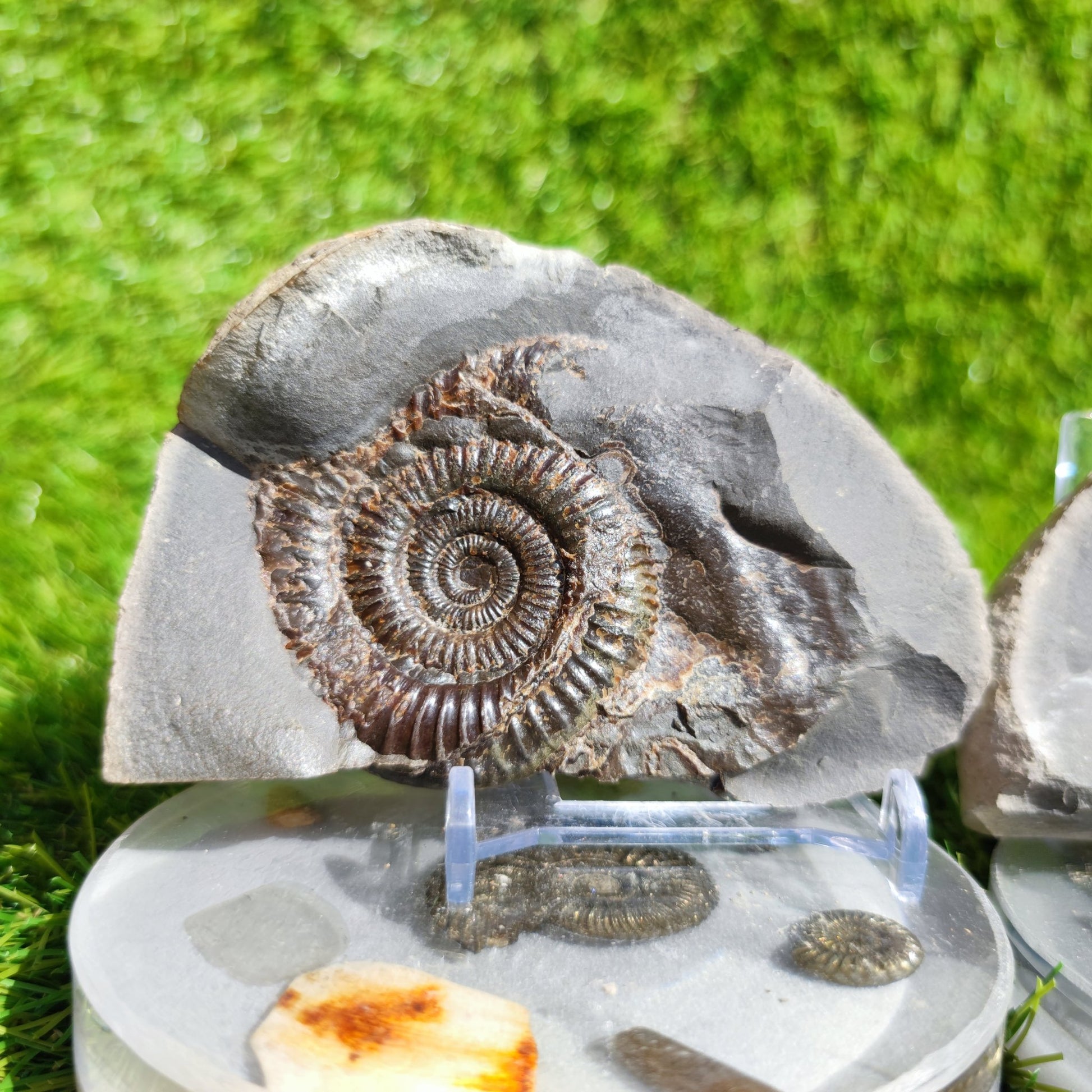 Ammonite fossil split pair Whitby Yorkshire - North Yorkshire Fossils