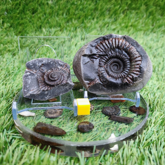 Ammonite fossil split pair Whitby Yorkshire - North Yorkshire Fossils