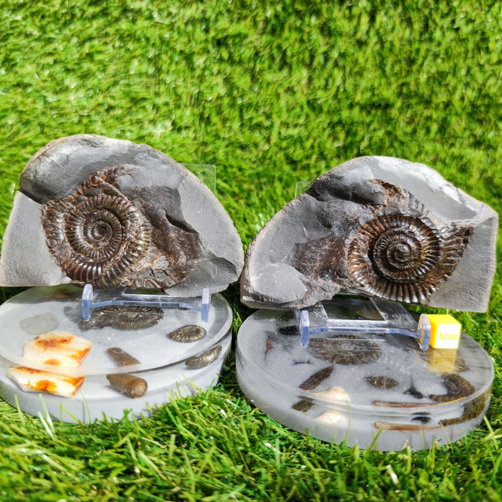 Ammonite fossil split pair Whitby Yorkshire - North Yorkshire Fossils