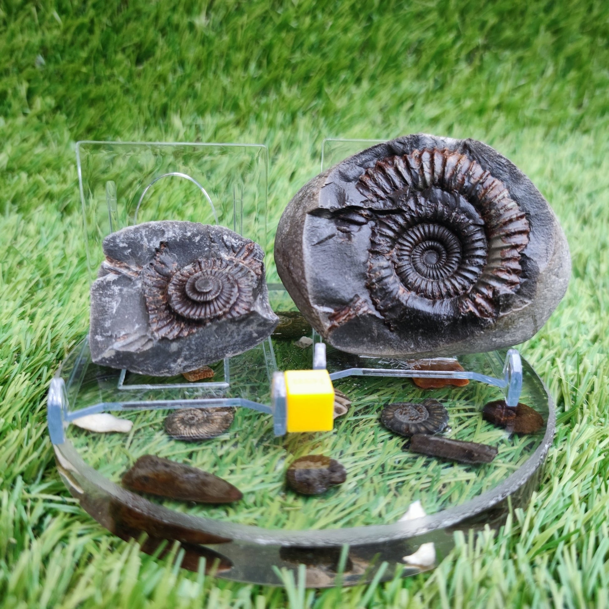 Ammonite fossil split pair Whitby Yorkshire - North Yorkshire Fossils