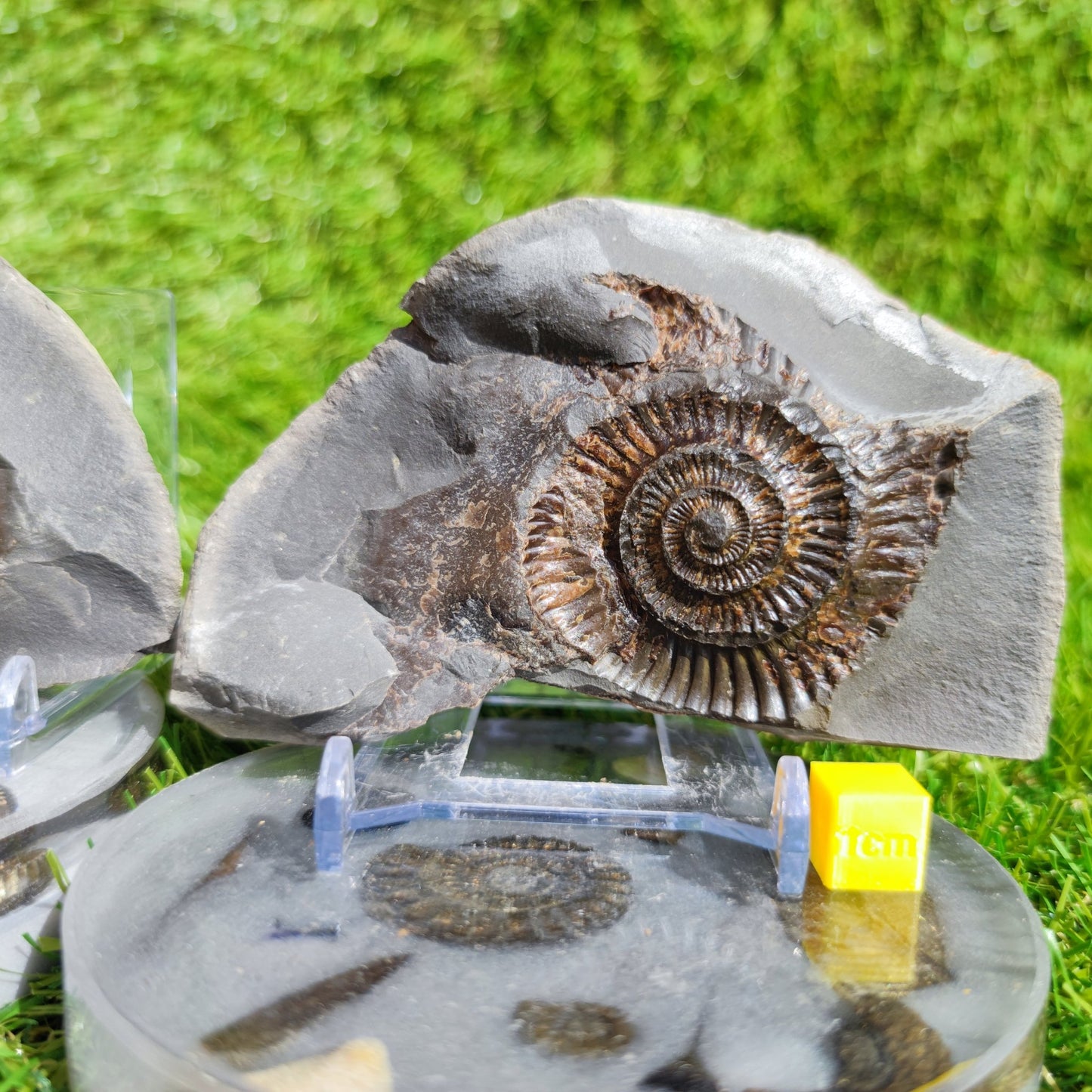 Ammonite fossil split pair Whitby Yorkshire - North Yorkshire Fossils