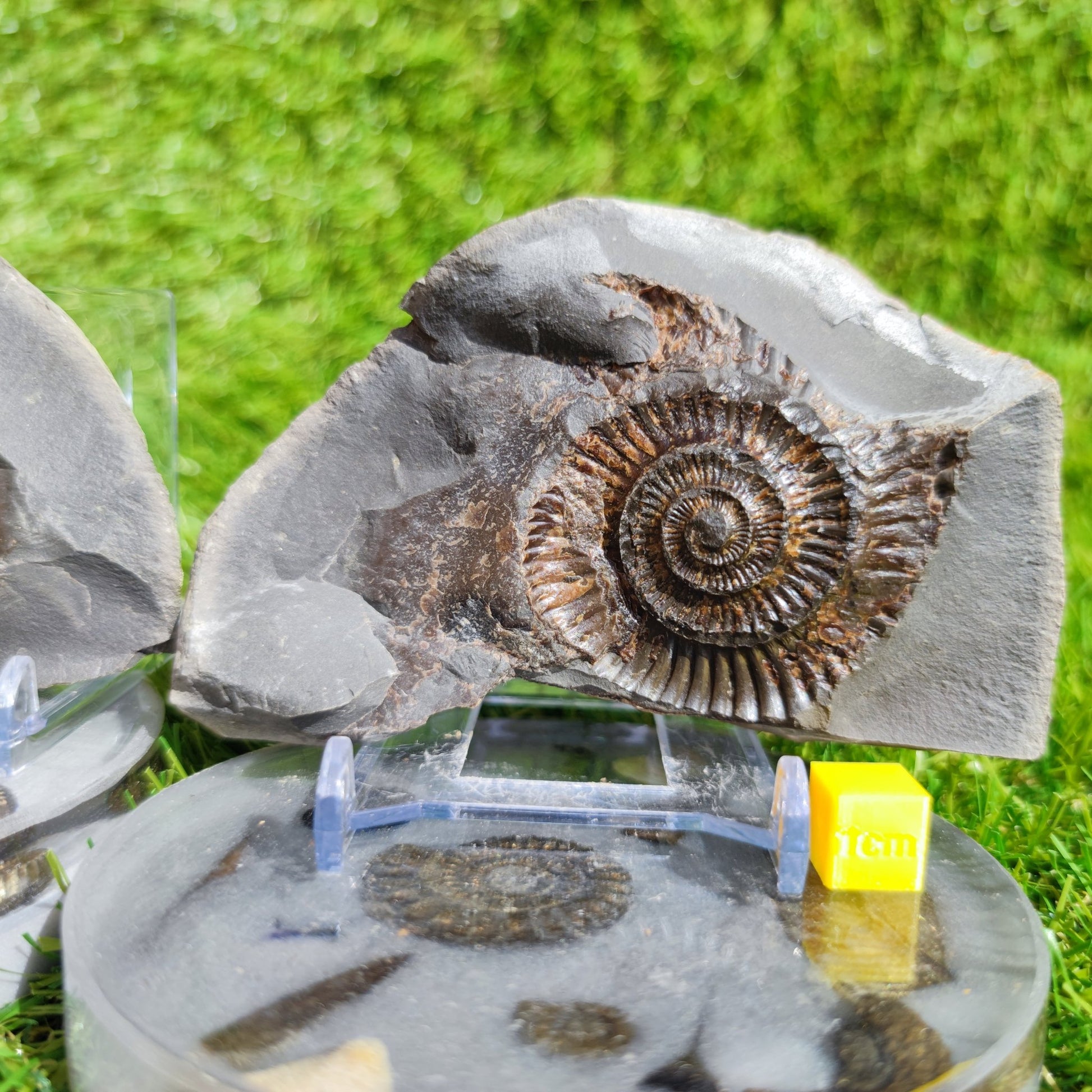 Ammonite fossil split pair Whitby Yorkshire - North Yorkshire Fossils