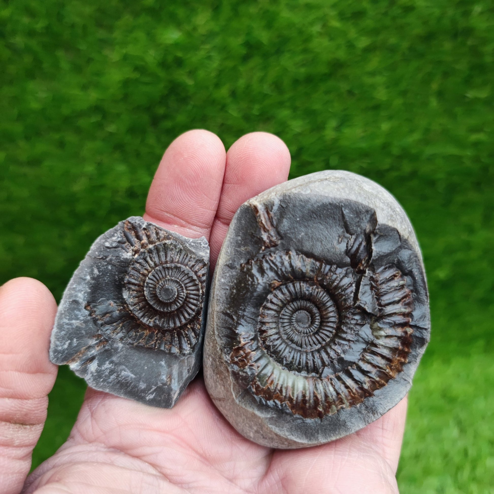 Ammonite fossil split pair Whitby Yorkshire - North Yorkshire Fossils