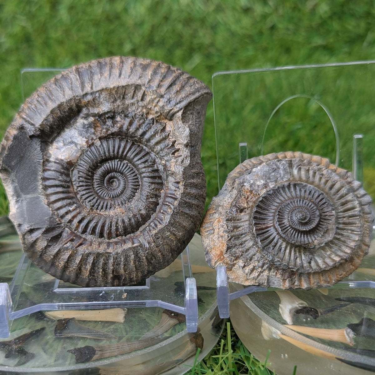 Ammonite fossil split pair - Whitby Yorkshire - North Yorkshire Fossils