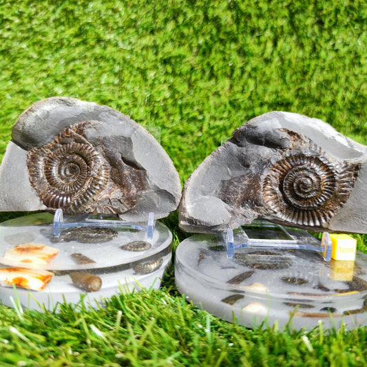 Ammonite fossil split pair Whitby Yorkshire - North Yorkshire Fossils