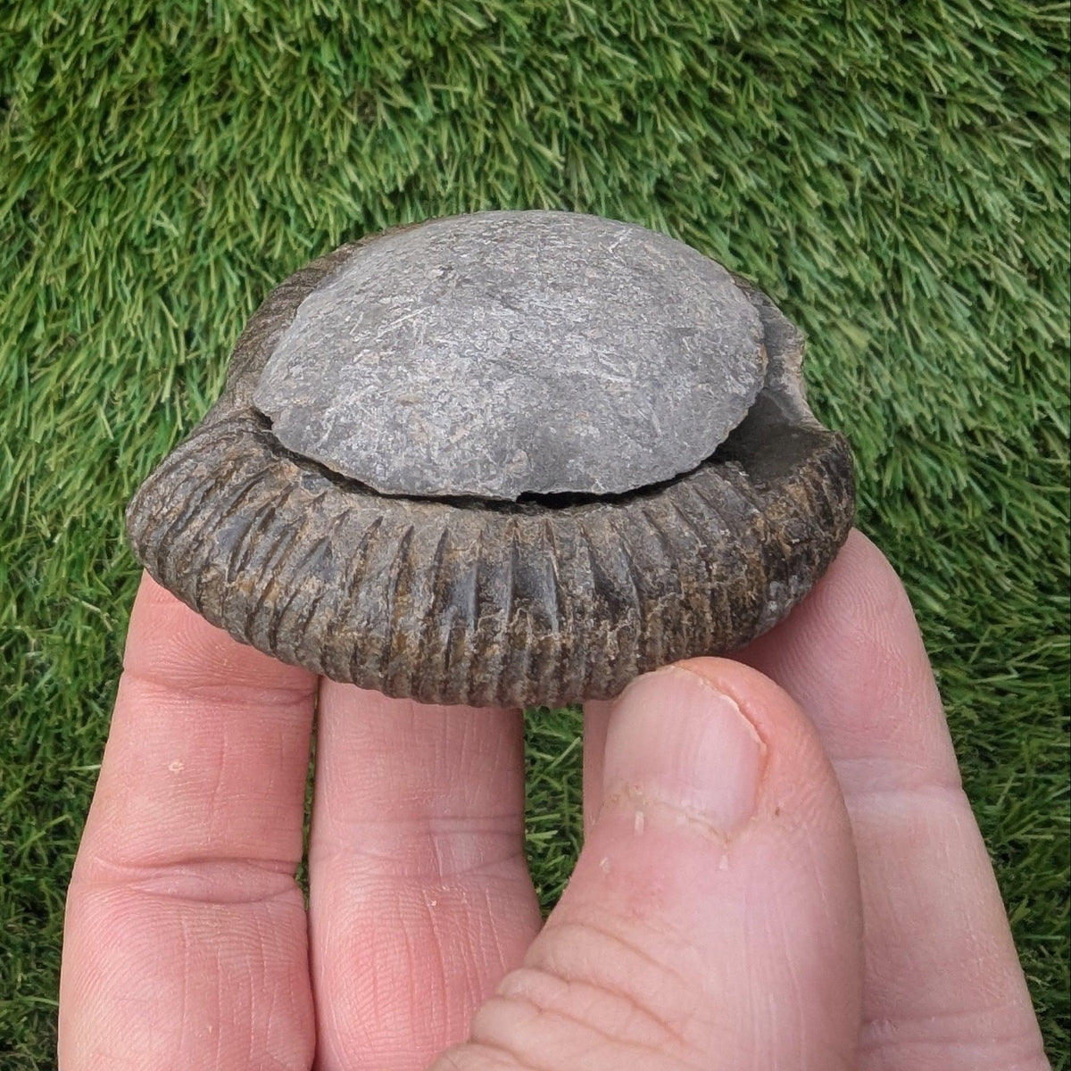Ammonite fossil split pair - Whitby Yorkshire - North Yorkshire Fossils