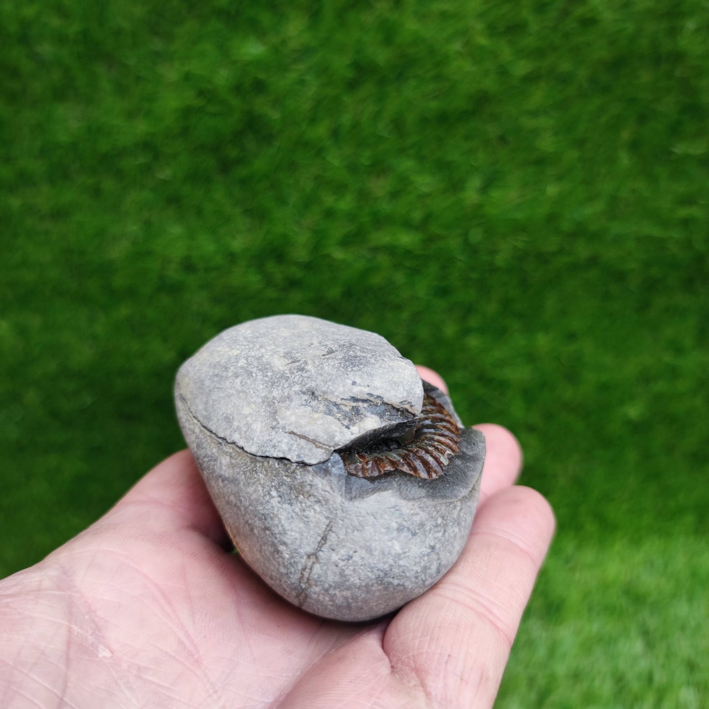 Ammonite fossil split pair Whitby Yorkshire - North Yorkshire Fossils