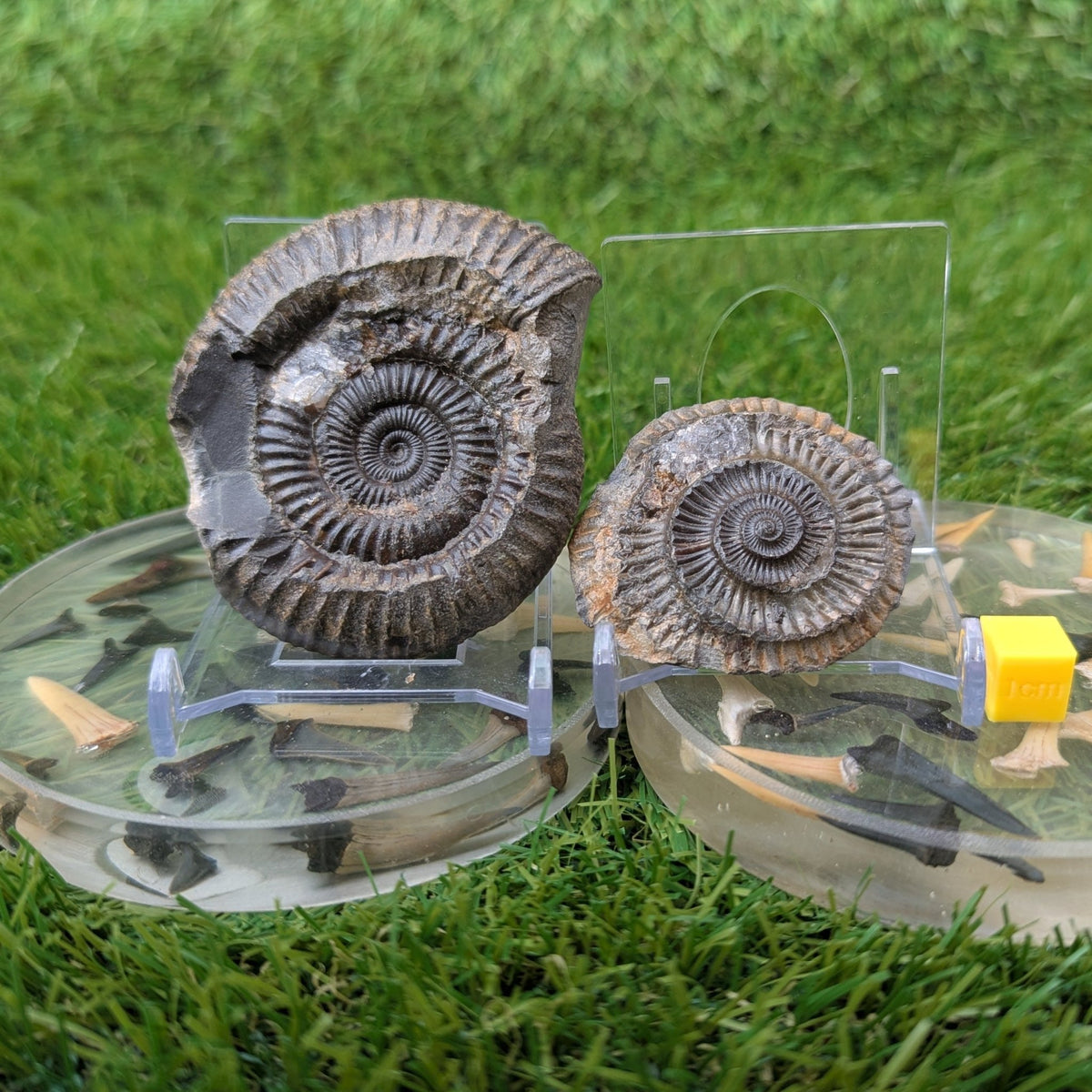 Ammonite fossil split pair - Whitby Yorkshire - North Yorkshire Fossils