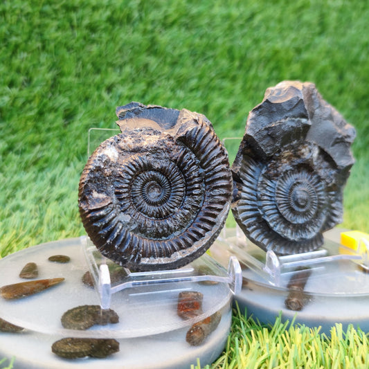Ammonite fossil split pair Whitby Yorkshire Jurassic coast - North Yorkshire Fossils