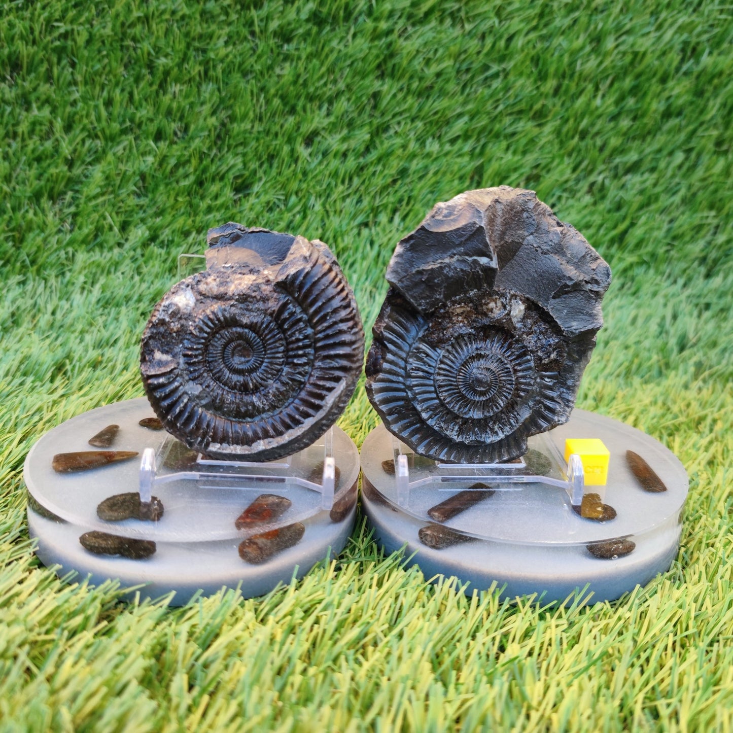 Ammonite fossil split pair Whitby Yorkshire Jurassic coast - North Yorkshire Fossils