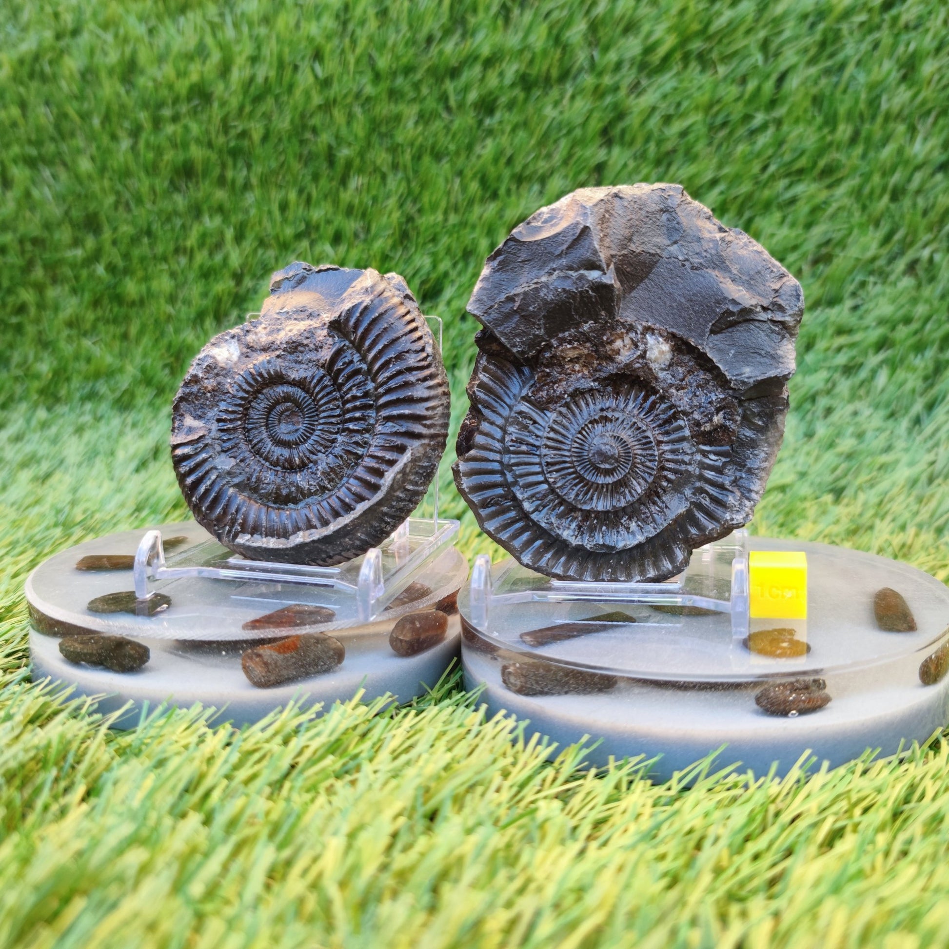Ammonite fossil split pair Whitby Yorkshire Jurassic coast - North Yorkshire Fossils