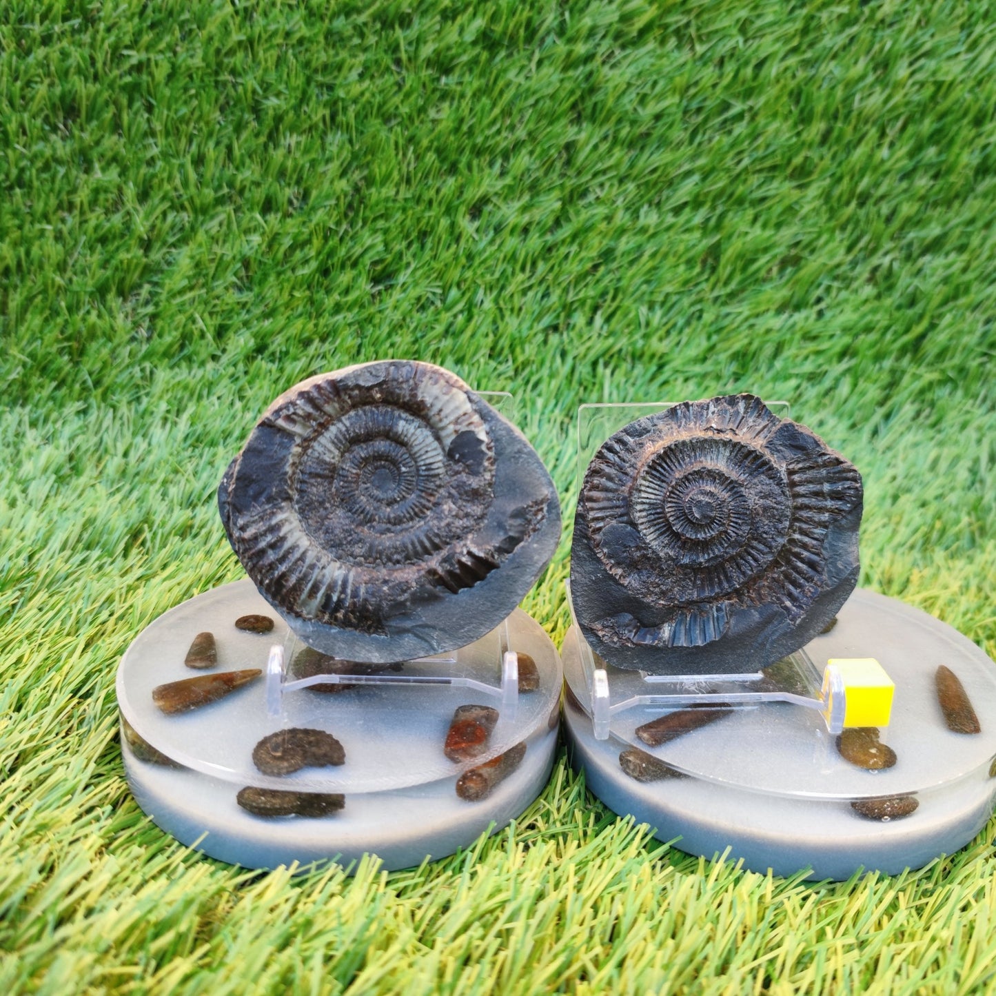 Ammonite fossil split pair Yorkshire Jurassic coast - North Yorkshire Fossils
