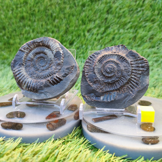 Ammonite fossil split pair Yorkshire Jurassic coast - North Yorkshire Fossils