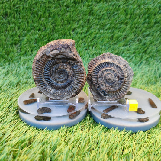 Ammonite fossil split pair Yorkshire Jurassic coast - North Yorkshire Fossils