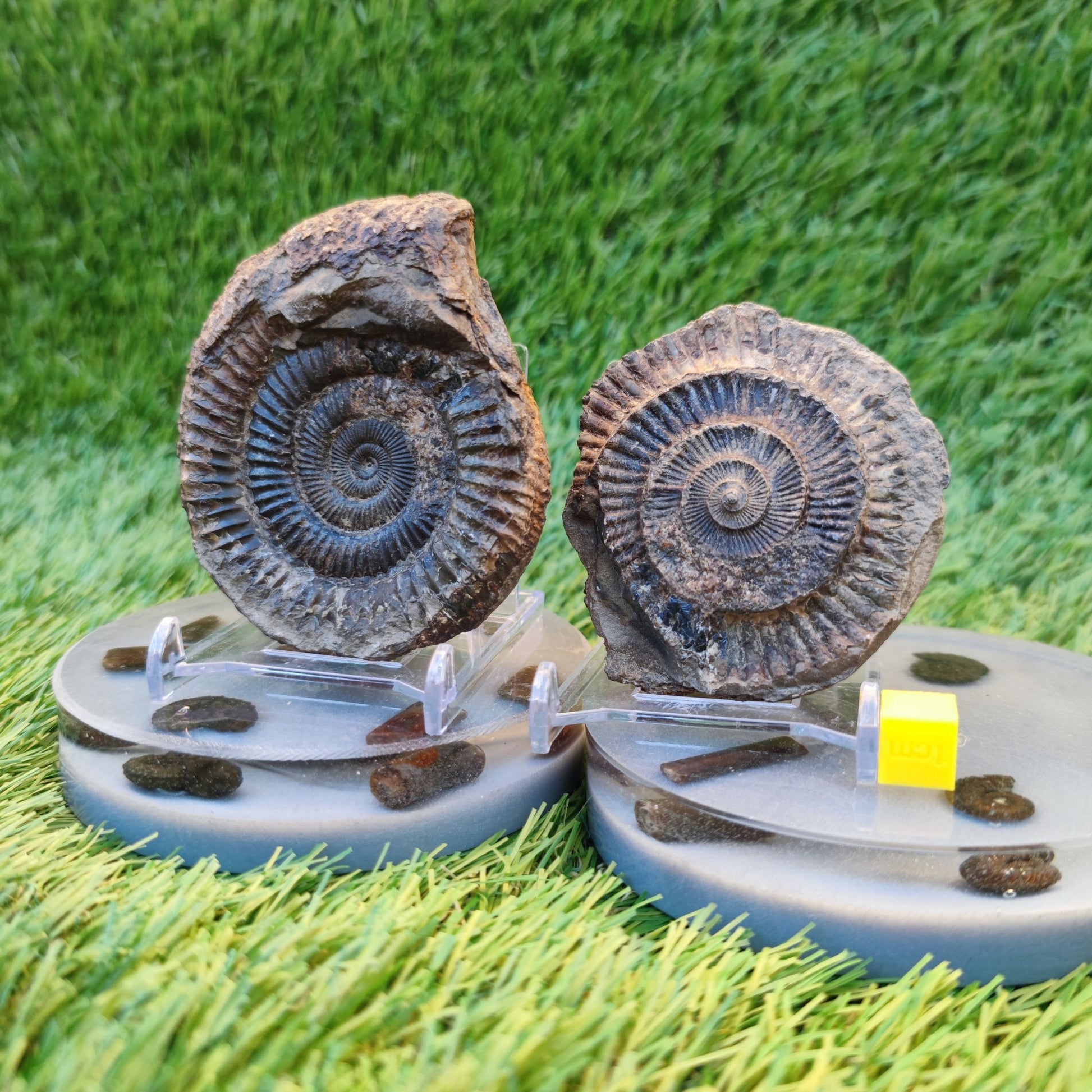 Ammonite fossil split pair Yorkshire Jurassic coast - North Yorkshire Fossils