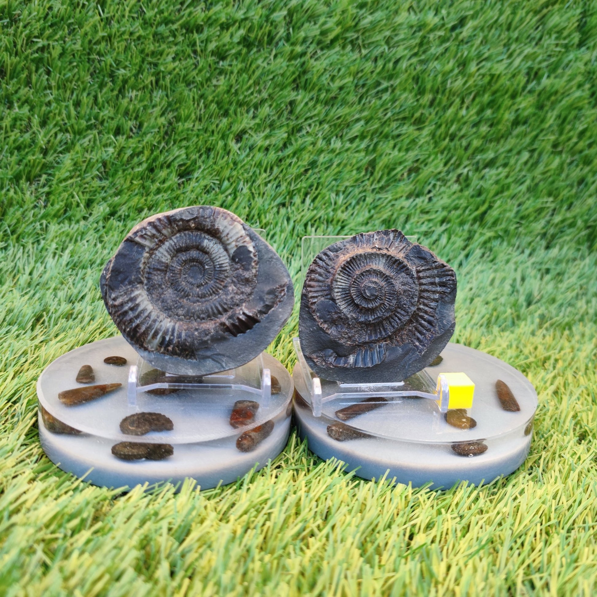 Ammonite fossil split pair Yorkshire Jurassic coast - North Yorkshire Fossils