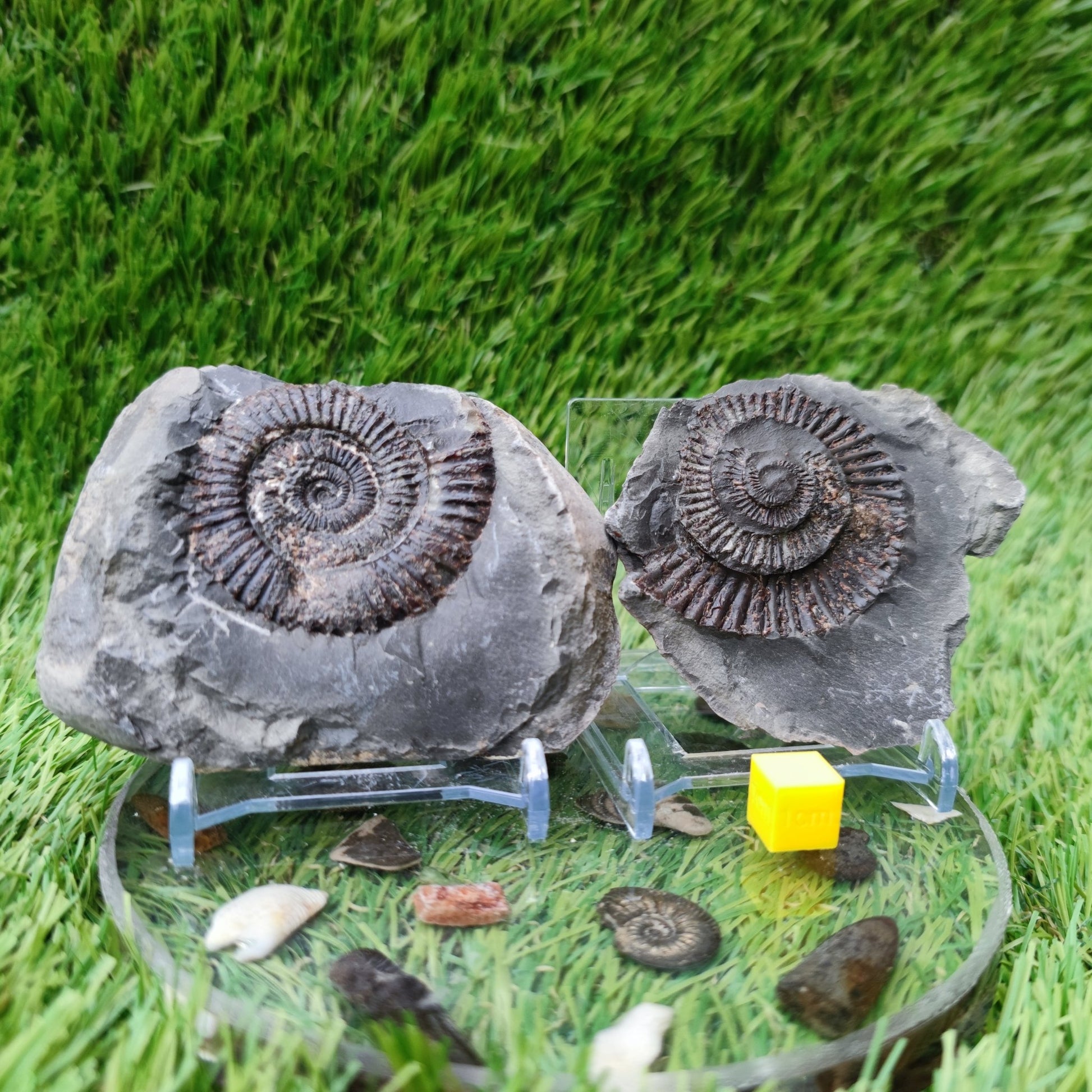 Ammonite fossil split pair Yorkshire UK - North Yorkshire Fossils