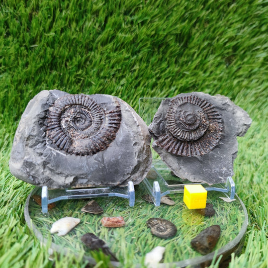 Ammonite fossil split pair Yorkshire UK - North Yorkshire Fossils