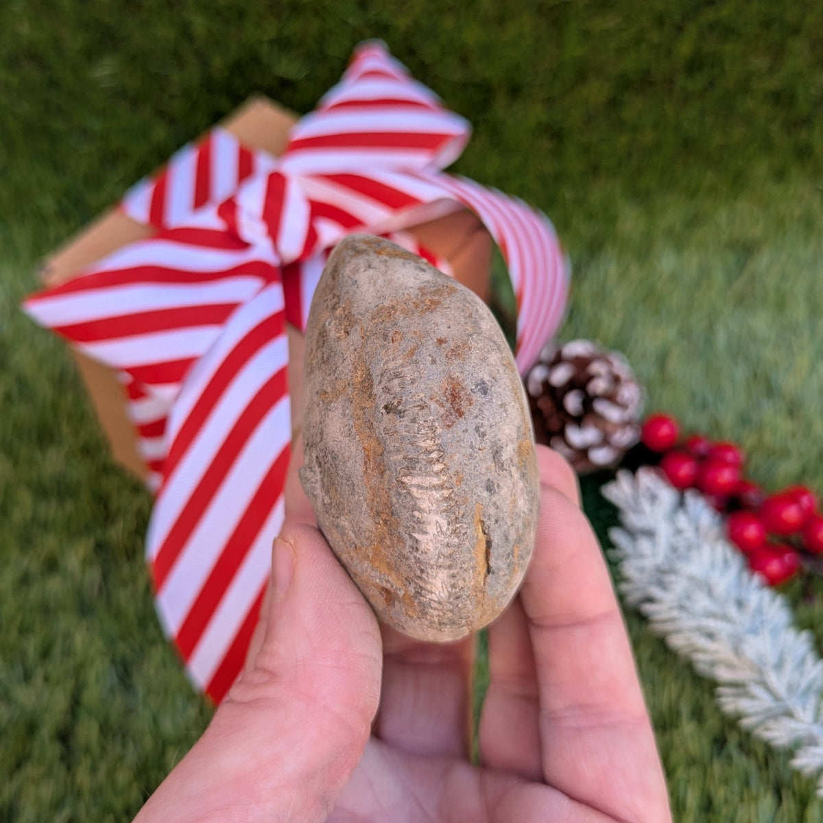 Ammonite fossil - Split/ Prepare your own - North Yorkshire Fossils