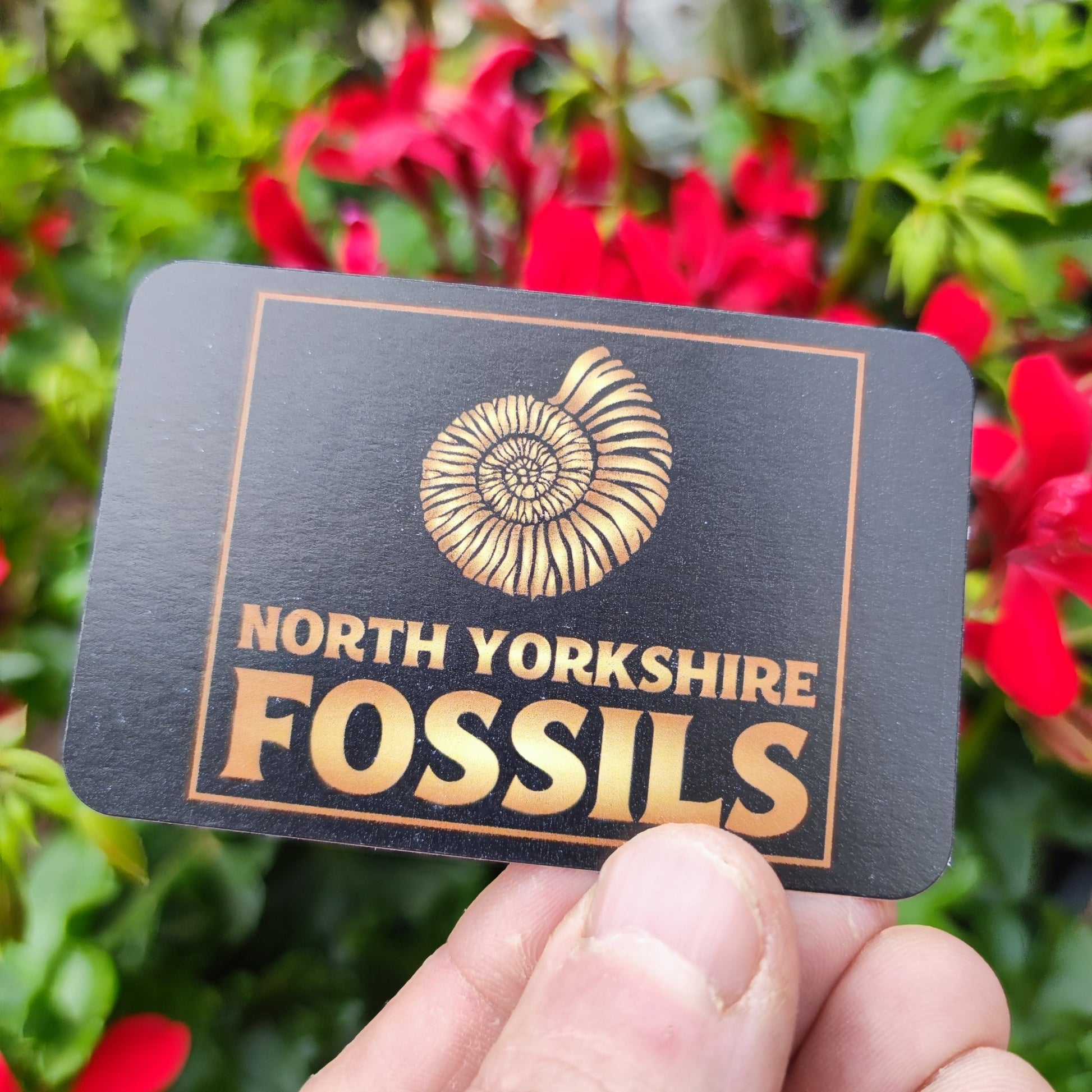 Ammonite fossil UK double North Yorkshire - North Yorkshire Fossils