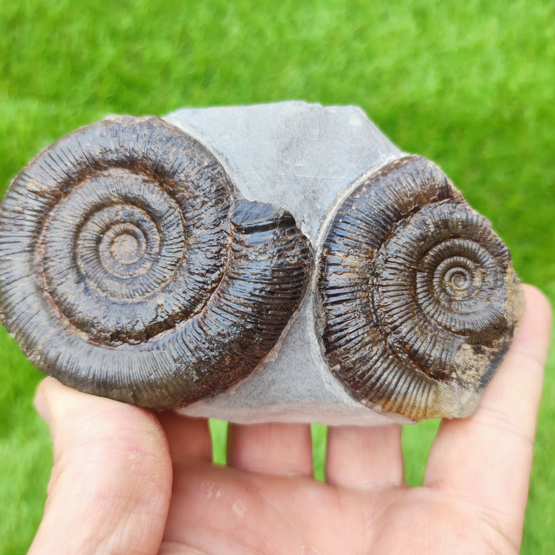 Ammonite fossil UK double North Yorkshire - North Yorkshire Fossils