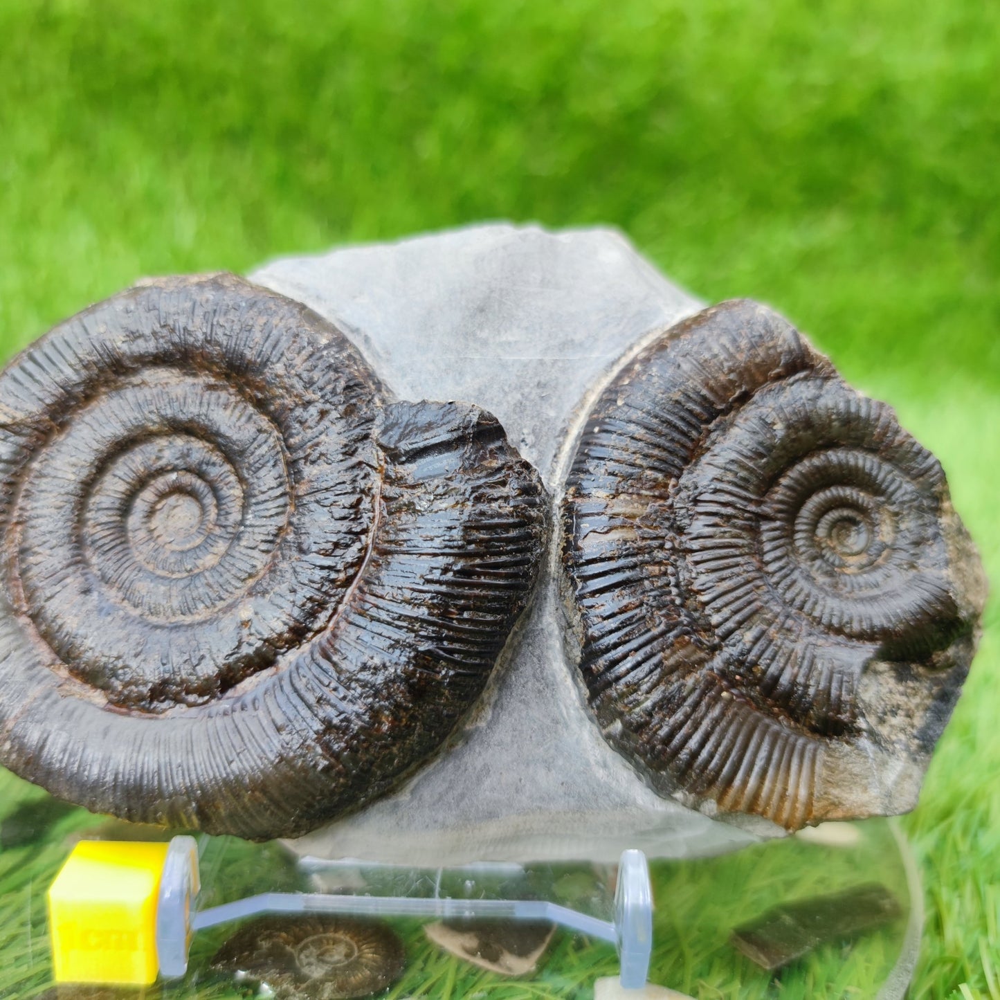 Ammonite fossil UK double North Yorkshire - North Yorkshire Fossils