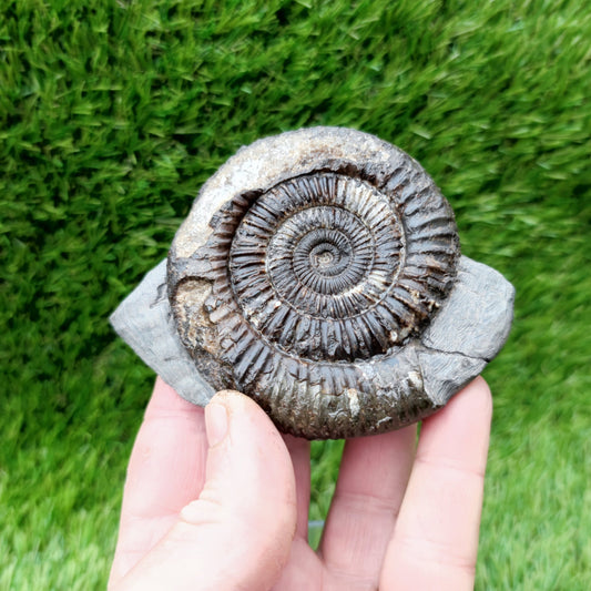 Ammonite fossil Whitby big with calcite crystal - North Yorkshire Fossils