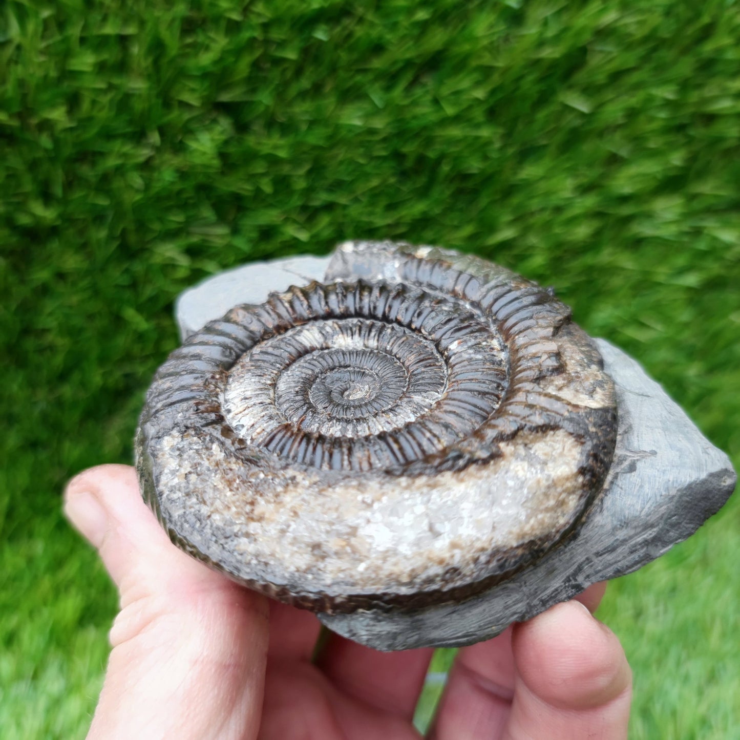 Ammonite fossil Whitby big with calcite crystal - North Yorkshire Fossils