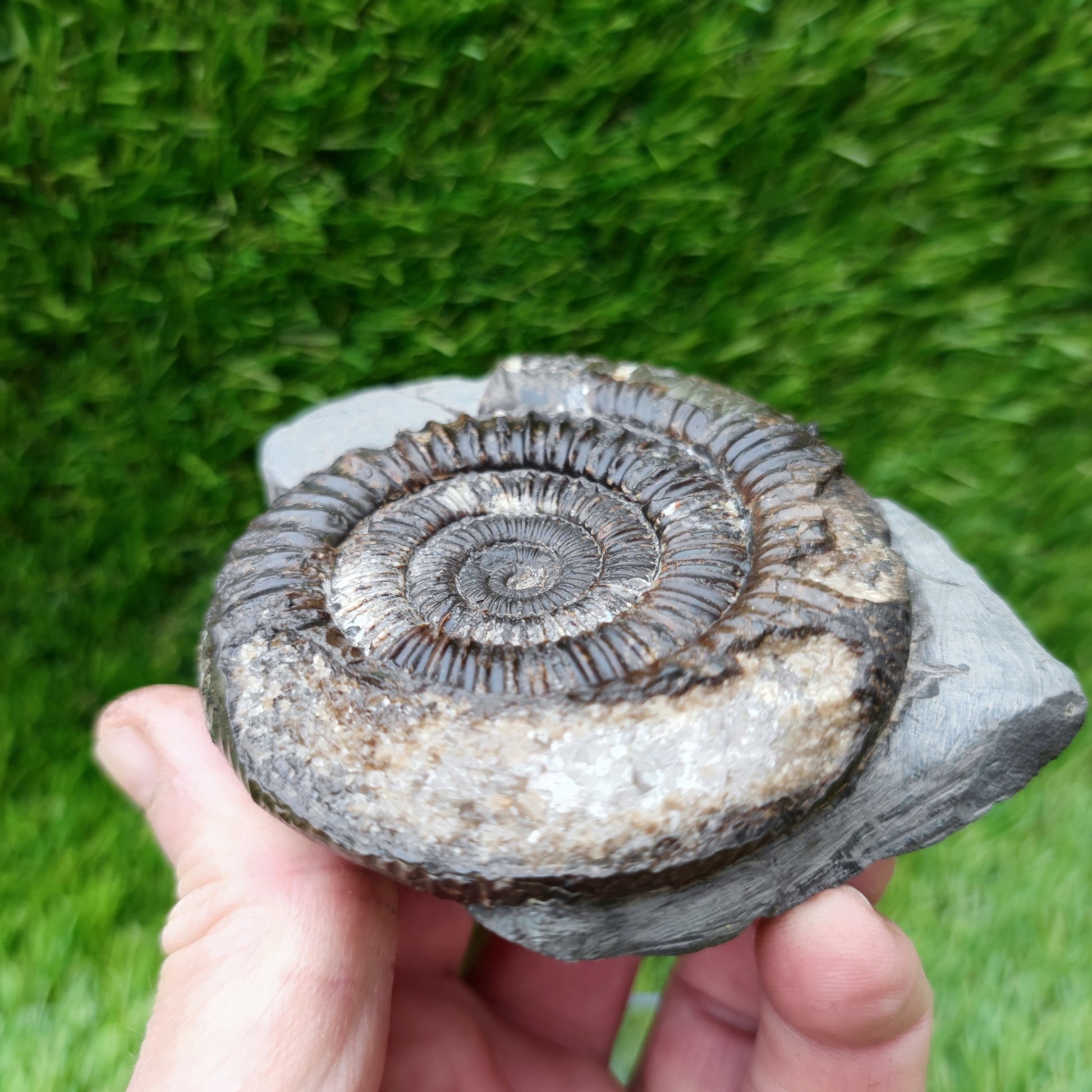 Ammonite fossil Whitby big with calcite crystal - North Yorkshire Fossils