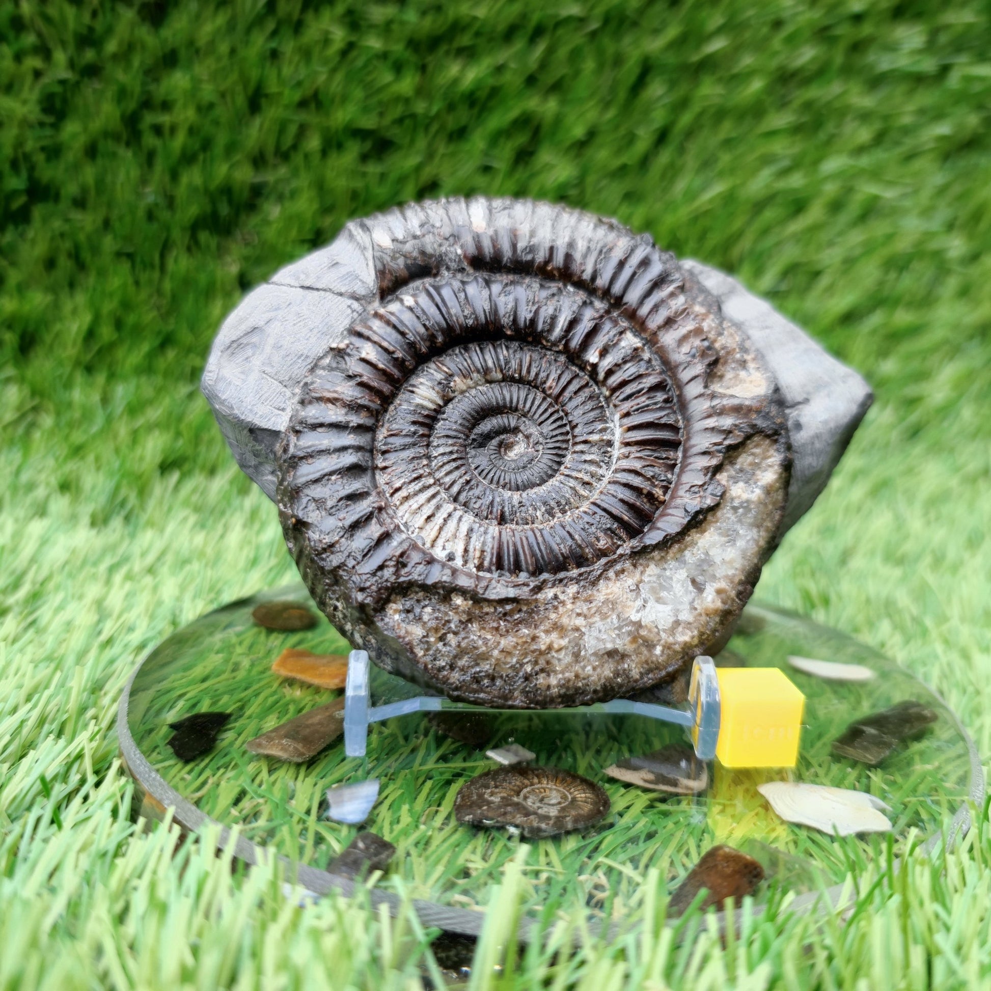 Ammonite fossil Whitby big with calcite crystal - North Yorkshire Fossils